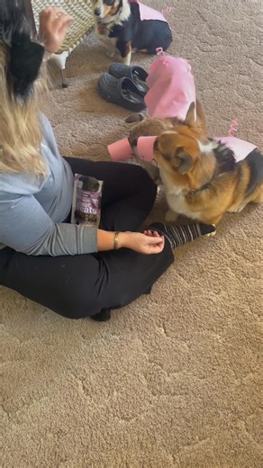 32 reactions · 6 comments | Three little pigs? Part 7 | Butch Mowdy | Facebook