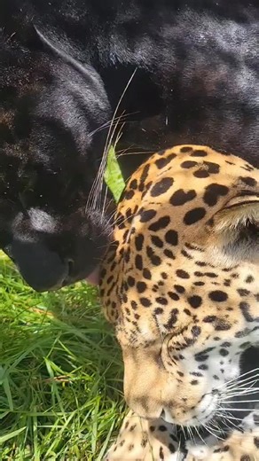 Onyx can always be found showing Mateo lots of love and affection. In the wild, jaguars are normally solitary predators, but it’s not unusual for some males to form coalitions to improve hunting success, among other reasons. Female and male jaguars would only come together to propagate in the wild, and then go their separate ways. Jaguars under human care are able to benefit from socialization, providing another level of enrichment and companionship to their lives. Come visit Mateo and Onyx in p