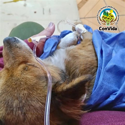 16 reactions | Este es un ejemplo de como implementar el Programa de Equilibrio Poblacional de perros y gatos, el cual debería convertirse en una política pública. Agradecemos a Grupo Bal y Minera Mexicana La Cienega por la Primer Campaña de Esterilización Masiva, Sistemática, Gratuita, Extendida e Incluyente. #EsterilizarSalvaVidas #EsterilizarEsLaSolucion #perrosencalle #convidadurango | Confederación Pro Vida Animal y Medio Ambiente Durango, A.C. | Facebook