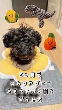 This is amazing for a 5-month-old... A dog that has learned the names of its toys.