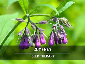 Comfrey Seeds (true) – Heirloom, Hardy Perennial Medicinal Herb, Non-gmo, Easy to Grow | 20 Seeds - Etsy