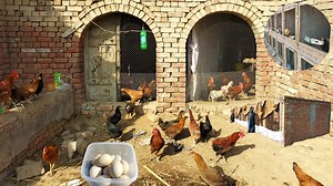 6.3K views · 755 reactions | How to Start Chicken Farming for Beginners | Tips to Start Poultry Business | Dr. ARSHAD | Dr. Arshad Veterinary Clinic | Facebook