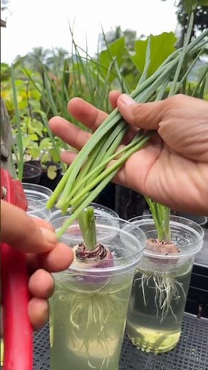 Tips on how to plant shallots using plastic cups and trim the leaves #shorts