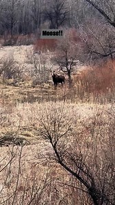 Moose sighting in North Dakota. #moose #northdakota #animals #hunting | Kim Fox Walker | Facebook