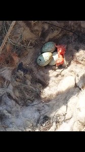 Tower rescue from yesterday. They're Pied Crows. Many people guessed Hadedas, but baby Vuvuzelas look very different. Picture of newly hatched ones in the comments😉 | Owl Rescue Centre