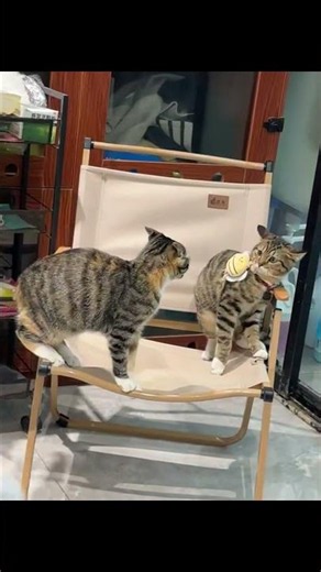 Slicky Funny Animal Videos #funnyanimalvideos #funny #cat #dog
