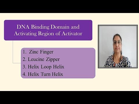 DNA Binding Domain, Activating Region: Zinc Finger,Leucine Zipper,Helix Loop Helix,Helix Turn Helix