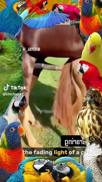 Adorable Dog Meets Puppy for the First Time