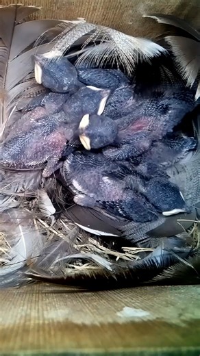 Some very hungry Tree Swallow chicks 🐛😋 #nestbox #livecam #birds #birdwatching #treeswallows #nature #wildlife #nestboxlive | Nest Box Live USA