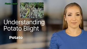 Potato late blight - devastating disease of potatoea | Plants Health