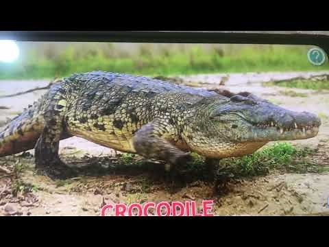 Animals of the World Cleverbit Animals for Kids 3 Appicetion (Robert Perxoble)