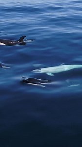 Beautiful pod ..💞 | Orca Lovers