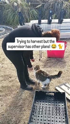 Dom & Redd's Food & Bev on Instagram: "Pecan harvesting had to take a quick "paws" today! 🐾 We went out to work, but this little garden cat had other plans and wasn't letting anyone leave until she got all the attention. 🍎🐈 I guess the pecans can wait when the supervisor is this sweet! Does anyone else have a pet that insists on "helping" with the yard work? Let me know in the comments! 👇 #PecanHarvest #GardenCat #CatLife #DomandRedd"