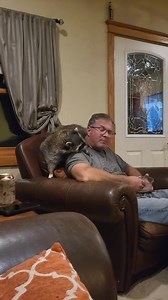 346K views · 21K reactions | Not sure what you're eating there, Dad..... But seriously I'd like to give it a try ! 劣劣 | The Adventures of Muggsie the Raccoon | Facebook