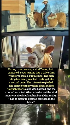 “Puppuccino Trouble: A Viral Cow and an Unfortunate Mess”