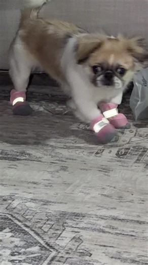 Miss ruby got new snow boots.. I don’t think she can walk in these 😂 #pekingese #pekingesepuppy #puppies