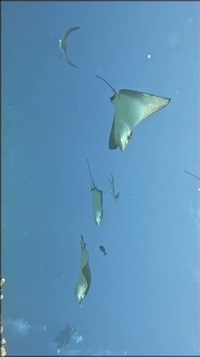 #save the oceans #eagleray #cleaning stations #4k #asmr #shorts #aquarium #nature #scuba #diving