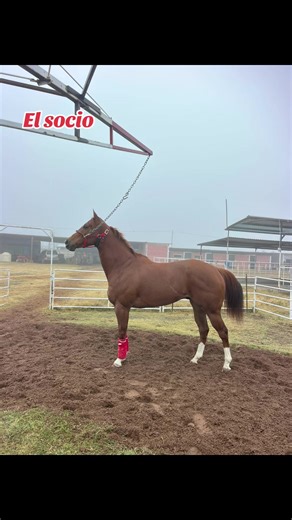 #LosArados 🙏🏼💪🏽🐎