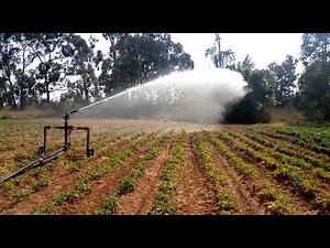 Rain gun irrigation on Irish potatoes