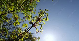 green foliage on maple tree in spring bloom, beautiful new leaves and flowers on maple trees in spring Stock Video