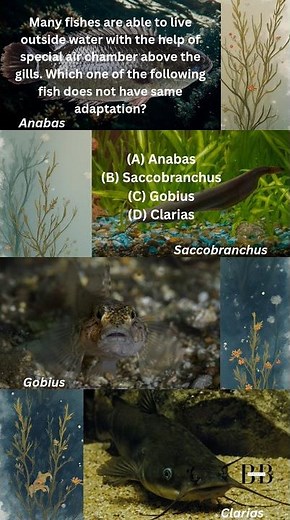 Fish adaptations #biology #biologyshorts #lifescience #science #ytshorts #youtubeshorts #youtube #yt