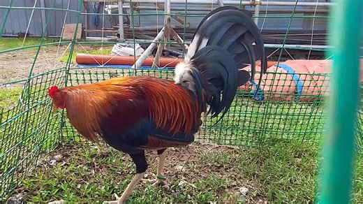 #Forbreedinguseonly #Stag8months #Roundhead