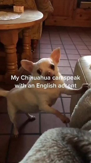 Dogs with Different Accents Speaking English Funny Compilation