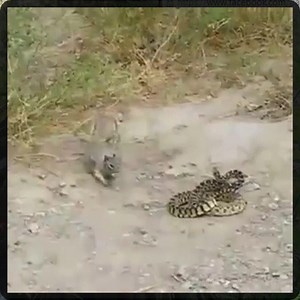 Fight with squirrels and snakes 😲😲 | Shardul Thakur