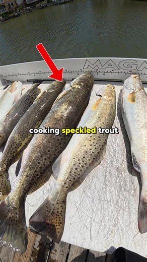 Catch and Cook Speckled Trout: Limit, Fillet, and Pan-Fried Recipe