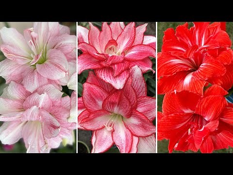 100+ Varieties of Amaryllis in Blooms | Hippeastrum Tour 2024