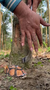Rubber Tree Uses: What Is a Rubber Tree Used For?