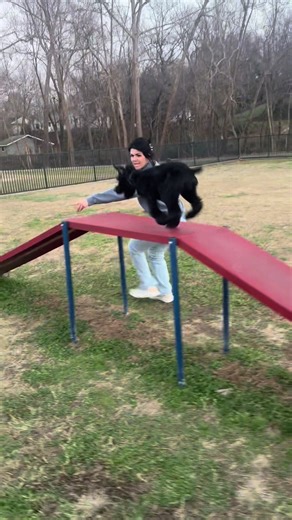 Little Cyrix did pretty good for her first try. Her confidence is really starting to build. Peep the end. So cute!! #giantschnauzer #puppytraining #confidence #babiesoftiktok #fun