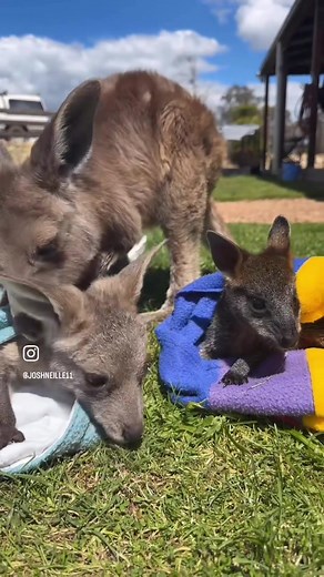 Violet the Loving Joey Kangaroo in Playful Moments