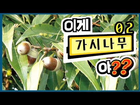 Landscape Technician Tree Identification_02_Thorn Tree