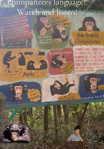 Chimpanzees in Sierra Leone 🇸🇱 #chimpanzee #africa #sierraleonetiktok🇸🇱 #animal #wildlife #usa #canada_life🇨🇦 #england #mexico #newyork #newjersey