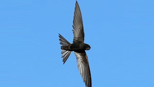 Martinet noir