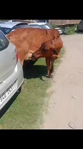 Livestock farmers, is this normal? | Herbal Medicine & Spiritual Well-Being