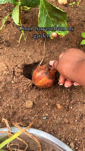 Onion Harvest from My Garden