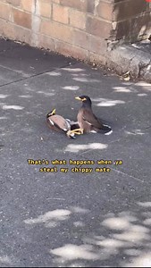 Fight for scraps | Mr Sam Cotton