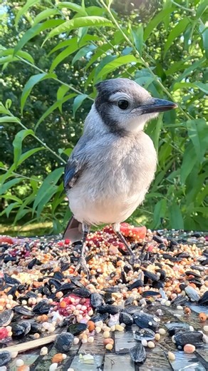 Baby Blue Jay