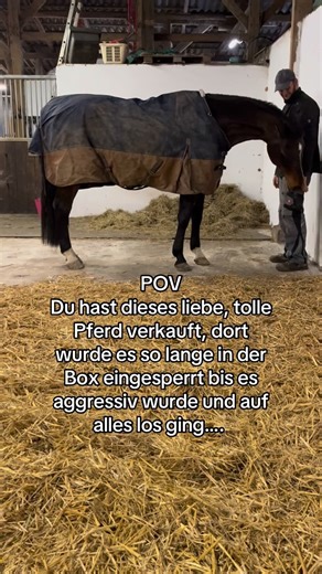 Luisa Brunner on Instagram: "Dieses Pferd war bei uns als Zwischenhändler also rein aus beruflichen Gründen, dennoch ein top Sport Pferd mit einzigartigem Charakter und einem riesigen Herz. Mein Mann hat ihm die Eisen drauf genagelt mit Baby in der trage, das macht man nicht, wenn das Pferd nicht absolut zuverlässig ist. Wir haben ihn gekuschelt, gestreichelt, er stand bei uns in einer gemischter Herde bei Chili, ribana und co und konnte über 5ha verteilt laufen, wurde täglich raus gezogen zum r