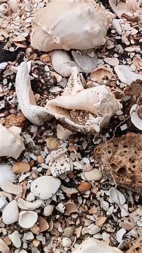 More Shells Than I Can Count