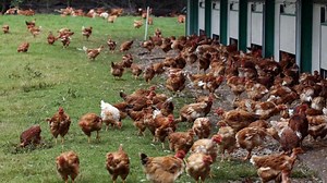 Grippe aviaire à Pihen-lès-Guînes : la crainte du virus par les exploitants des volailles de Licques