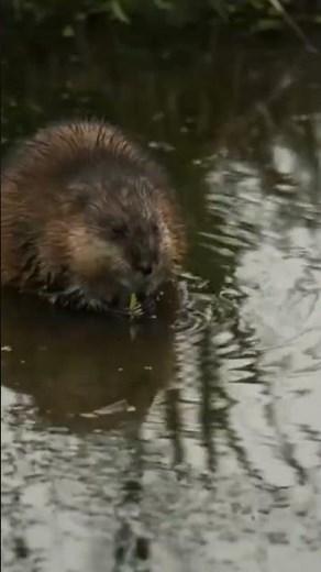 Close shot of Beaver while eating