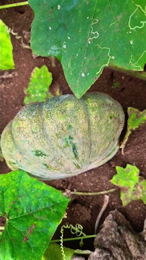 Different types of Pumpkin from organic Home Garden