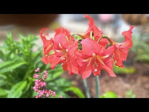 A Hungry Visitor & About the Business: Vann, "The Plant Man"