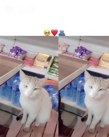 Adil Ali (@adil.ali8023)’s videos with original sound - Adil Ali