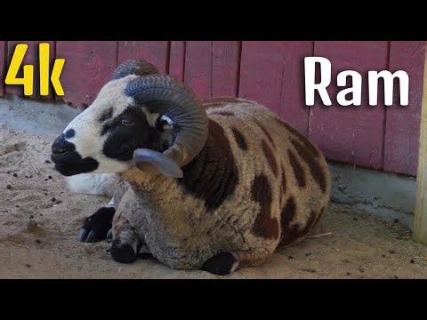 Ram, animal videos for kids