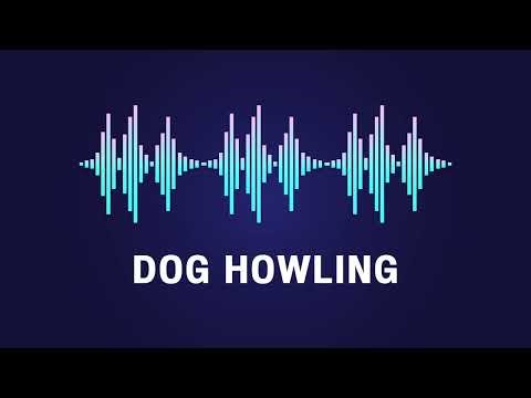 Dog howling - Sound Effect