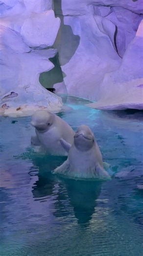 SEAWORLD ORLANDO BELUGA WHALE JUMPS! 😍🐳 #seaworld #Beluga #belugawhale #seaworldorlando #reelsviralシfb #reelsfb | SeaWorld Videos
